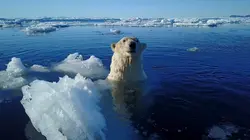 Le grand voyage des ours blancs