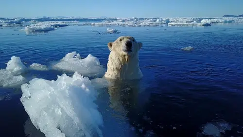 Le grand voyage des ours blancs