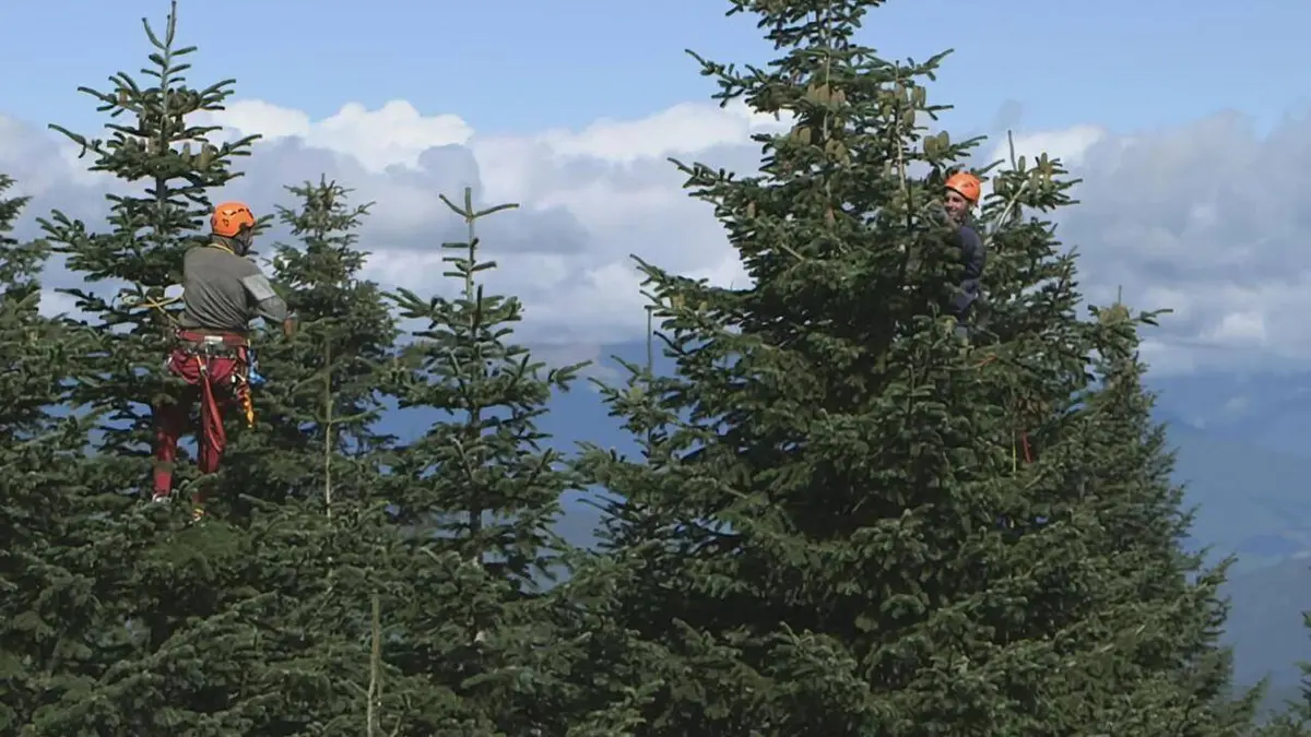 Le grand voyage du sapin de Noël