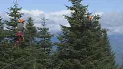 Le grand voyage du sapin de Noël