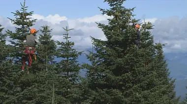 Le grand voyage du sapin de Noël