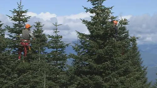 Le grand voyage du sapin de Noël