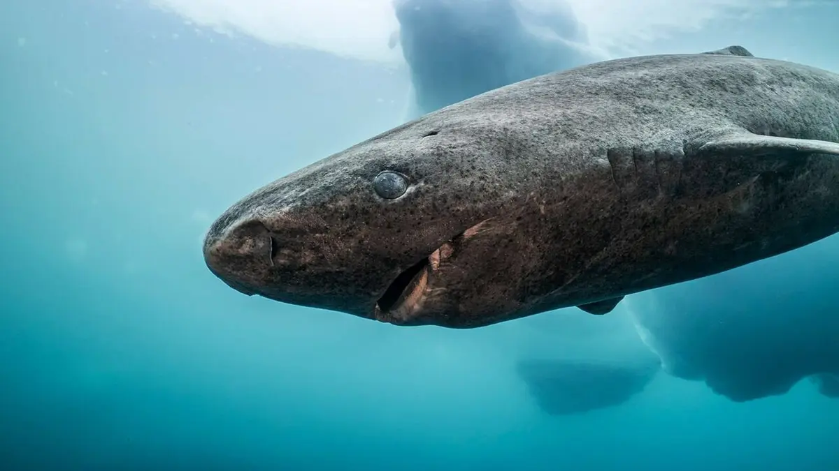 Le Groenland : exploration en terre sauvage