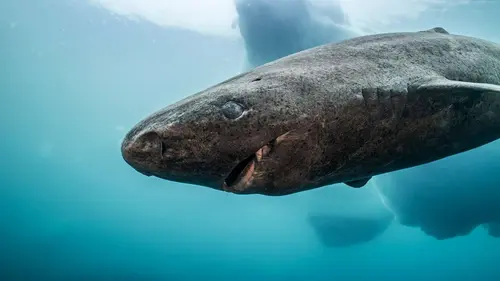 Le Groenland : exploration en terre sauvage