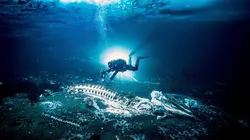 Le Groenland : exploration en terre sauvage