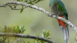 Le Guatemala, côté sauvage