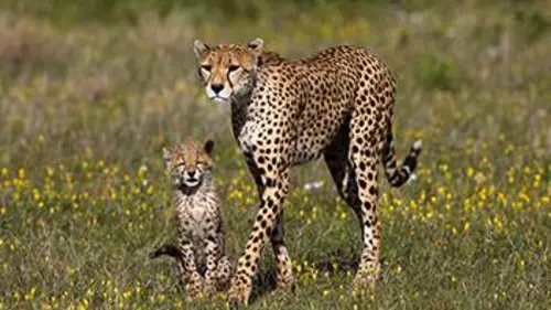 Le guépard, cet élégant chasseur d'Afrique