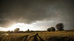 Le hamster d'Europe : La survie dans les champs