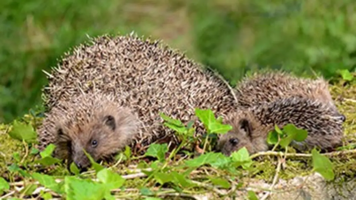 Le hérisson après l'eden