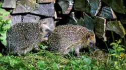 Le hérisson, notre discret voisin