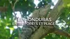 Le Honduras : entre forêt tropicale et plages