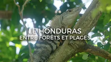 Le Honduras : entre forêt tropicale et plages