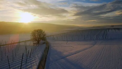 Le houblon du Hallertau en Allemagne