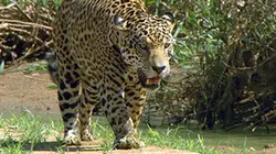 Visuel de Le jaguar, chasseur solitaire