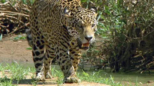 Le jaguar, chasseur solitaire