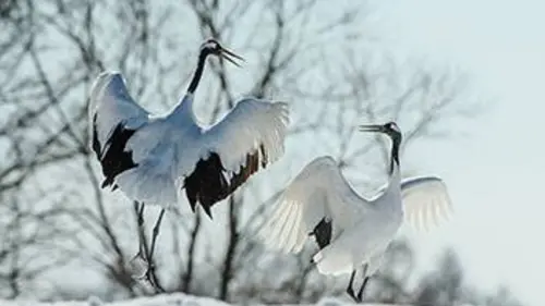 Le Japon au fil des saisons