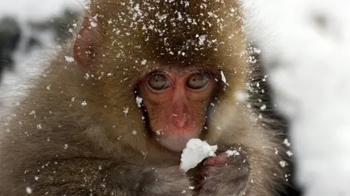 Le Japon sauvage E01 Le feu et la glace