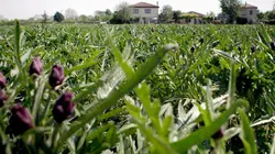 Le jardin d'Eden