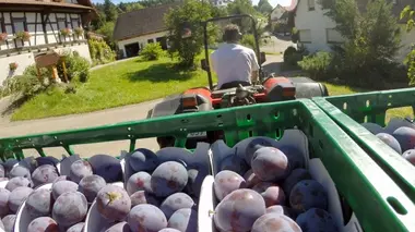 Sa Majesté du pays de Bade : la quetsche