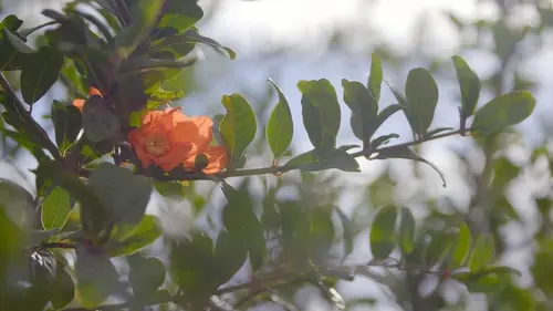 Le jardin d'Eden S01E03 Le fruit des dieux : la grenade