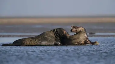 De vagues et de sable, la mer des Wadden