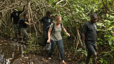 Gorilles dans la forêt