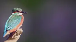 Le jardin extraordinaire S01E18 Smartfaune