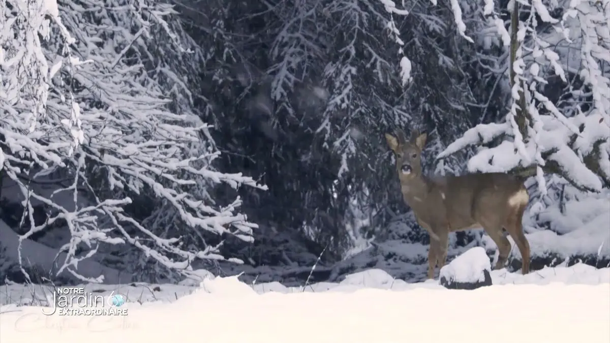 Le jardin extraordinaire Notre jardin extraordinaire : tombe la neige
