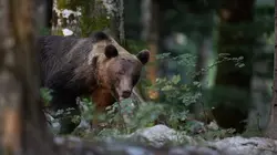 Le jardin extraordinaire Les oiseaux menacés