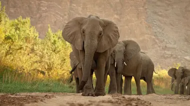 Kalahari, l'autre loi de la jungle (épisode 2)