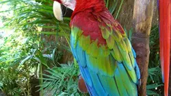 Le jardin extraordinaire La migration des perroquets