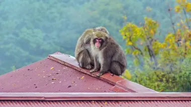 Le Japon inattendu (1/2)