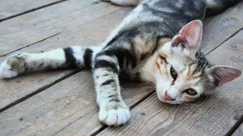 Le jardin extraordinaire Pattes de velours