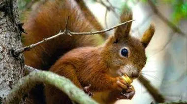 Dans l'intimité des écureuils roux