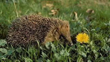 Hérissons et autres invités des haies