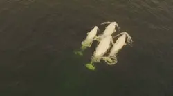 Le jardin extraordinaire Les Primates