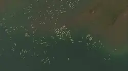 Le jardin extraordinaire  Les Loutres