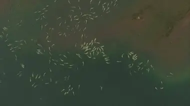 South Africa (chevreuils)