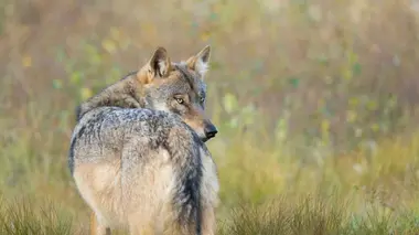 Soirée spéciale L'affût aux loups