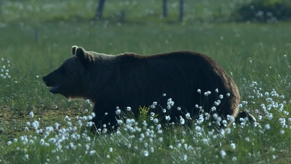 Le jardin extraordinaire S01E05 Ours, loups et gloutons : les seigneurs de la Taïga