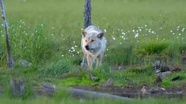 Hokkaïdo, le pôle japonais