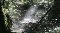 Le jardin extraordinaire  Une forêt, des légendes
