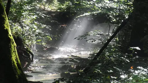 Le jardin extraordinaire Une forêt, des légendes
