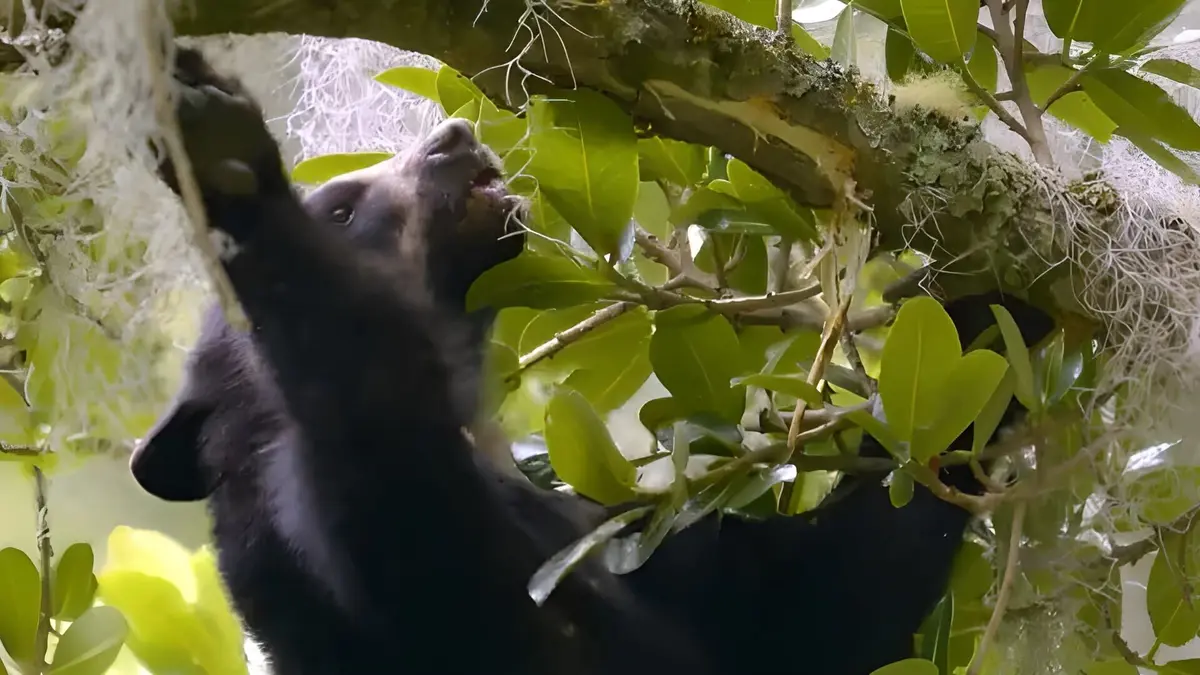 Le jardin extraordinaire Equateur, le canyon des ours