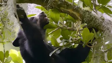 Equateur, le canyon des ours