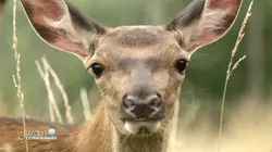 Le jardin extraordinaire  Sa majesté le cerf