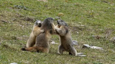 Le clan des marmottes