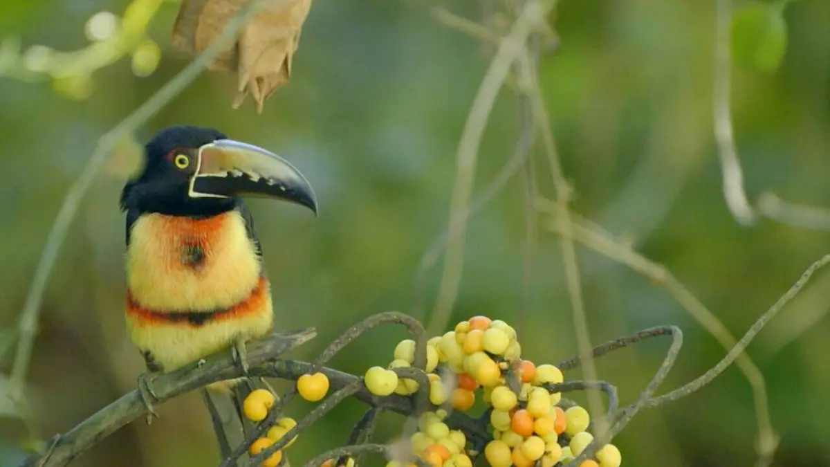 Le jardin extraordinaire Guatemala : sur la piste du jaguar