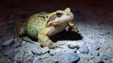 Notre jardin extraordinaire : au fil de l'eau