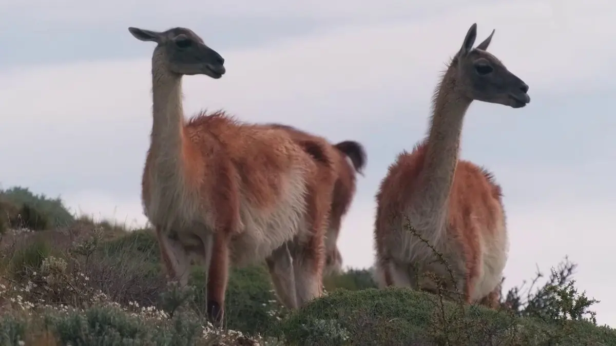 Visuel de Le jardin extraordinaire Hispania, le territoire des lapins